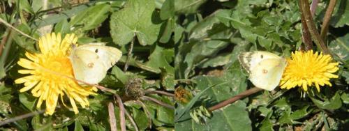 Colias sp.